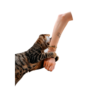 A Playful Tabby Kitten Bites A Woman'S Arm Indoors In Istanbul, TüRkiye, Showcasing A Lighthearted Moment. 18874 - Cat PNG image with transparent background